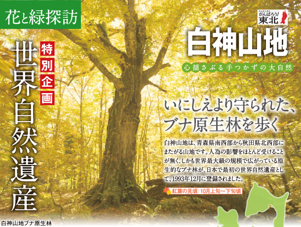 世界自然遺産　白神山地